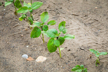 Tiny verdant sprouts emerge amid earthy tractor imprints, evoking the spirit of Earth Day and the ancient Pachamama festival