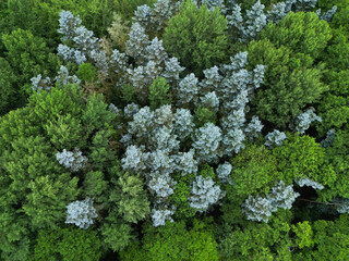 Dense treetops with blue and green shades from a bird's eye view, forests in the Oldenburg region...