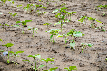 Emerald sprouts peek through earthy canvas, embodying the promise of Lunasa abundance, cultivating hope and renewal in springtime soliloquy