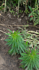 Vibrant green hemp plants thrive amid rustic soil, embodying natural zen vibes, ideal for...