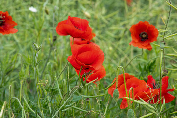 Scarlet poppies dance in untamed meadow, evoking Anzac Day's solemn beauty and Beltane's vibrant renewal under azure skies