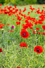Vibrant poppy field whispers tales of remembrance and Anzac Day, where scarlet blooms dance in verdant tapestry