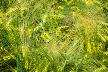 Golden barley sways like nature's invisible choir, evoking Celtic Lughnasadh and ancient harvest...