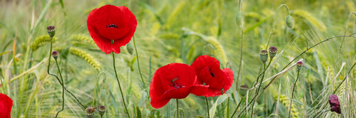 Entwined in whispers of a midsummer's dreamscape, scarlet poppies dance amidst verdant whispers, evoking Anzac Day and Beltane