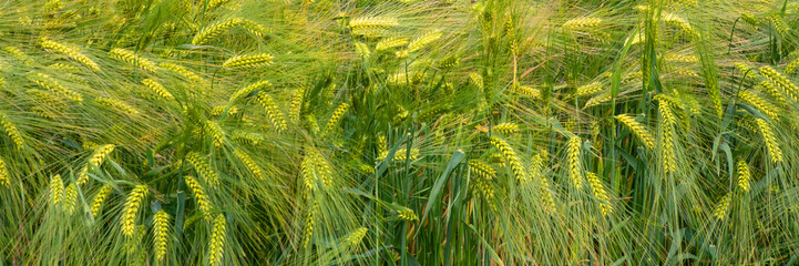 Golden barley sways like a verdant sea, whispering tales of Lammas harvests and ancient agrarian...