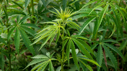 Verdant cannabis leaves flourish under golden sunbeams, whispering tales of ancient herbal lore, 4/20 celebrations, and serene groundings