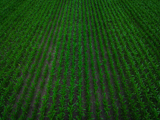 A wide cornfield with symmetrical rows of lush green plants, radiating a rural tranquility,...