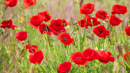 Scarlet poppies sway in a sunlit meadow, whispering Remembrance Day tales and Beltane's vibrant renewal, nature's crimson tapestry