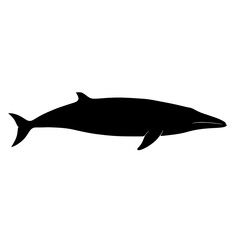 Obraz premium Elegant Black Silhouette of a Minke Whale Against a Pure White Background