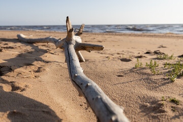 Lonely Driftwood on Sandy Beach Shore Under Soft Sunlight