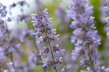 Obraz premium Close-Up of Purple Flowers in Bloom Against a Green Background