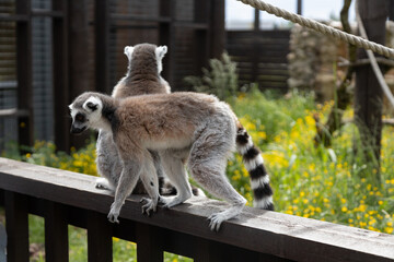 Ring-Tailed Lemurs Resting on a Wooden Fence in a Vibrant Outdoor Habitat