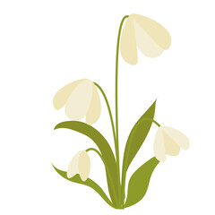 Snowdrop flower illustration flat design.