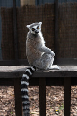 Ring-Tailed Lemur Sitting on a Wooden Railing in a Zoo Setting