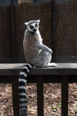 Ring-Tailed Lemur Sitting on a Wooden Railing in a Zoo Setting