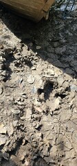 footprint of the pantanal jaguar, Mato Grosso do Sul, Brazil, city of Miranda, Miranda River, nature, outdoors