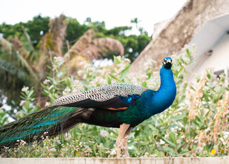 Naklejka premium Blue peacock or peafowl bird in a tropical garden in South India, male with eye spotted colorful tail feathers, wildlife of Kochi