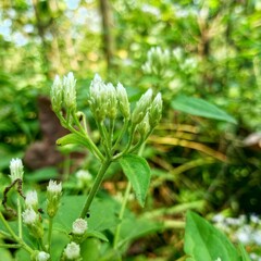 Close-up of a vibrant red flower bud poised to bloom, with delicate petals tightly wrapped and rich...