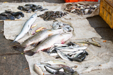 Fish variety on market in Kochi India, sale stall with  freshly caught seafood, fishing industry at...