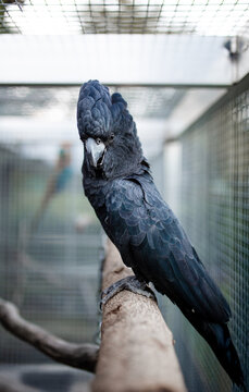 Black cockatoo perched on a wooden branch within a caged enclosure