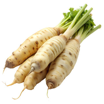 arrowroot vegetable isolated on white background