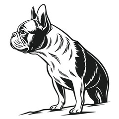 Majestic French Bulldog Illustration A Striking Black and White Depiction of Canine Elegance and Charm Captivating Artwork