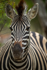 A portrait of a plains zebra