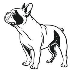 Monochrome Illustration of a French Bulldog Standing Tall with a Curious Expression and Sleek Black and White Markings