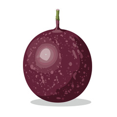 Single Dark Purple Passion Fruit Detailed Illustration.