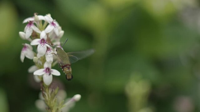 A delicate butterfly flutters gracefully in slow motion, its vibrant wings shimmering under sunlight. It glides gently, landing softly on a pure white flower. The petals tremble slightly as the butter
