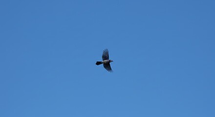 Majestic Bird in Flight Against a Clear Blue Sky