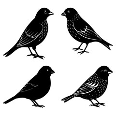 Four black birds isolated on white background in various poses