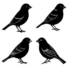 Four black birds isolated on white background facing different directions