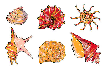 Set of sea shells underwater world elements. Hand drawn illustration, isolated on white background for packaging design, print, textile.