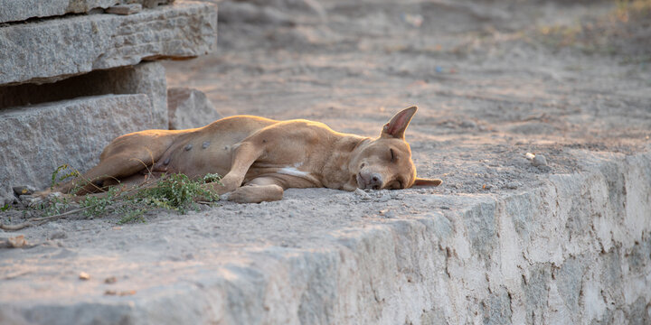 Homeless street dog on sidewalk of Hampi, India, abandoned and unhappy, stray pet, indian pariah in front of blue wall