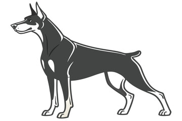 Elegant and Muscular Doberman Pinscher Standing Tall A Symbol of Loyalty and Protection With Sleek Black Coat And Alert Posture
