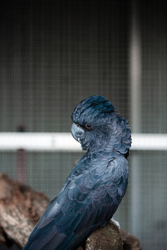 Black cockatoo perched on a wooden branch within a caged enclosure