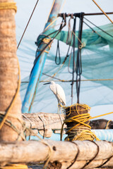 Indian pond heron bird or paddybird sitting on a fishing net, wildlfe in Kochi South India, asian Ardeola grayii