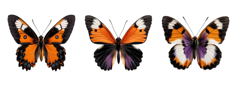 butterfly with soft colourful wings and black accents isolated on a transparent background	 - Powered by Adobe