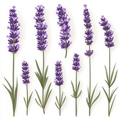 Naklejka premium Collection Of Purple Lavender Flowers On White Background