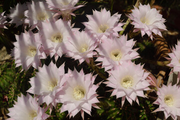 Fiori bianchi di pianta grassa - cactus