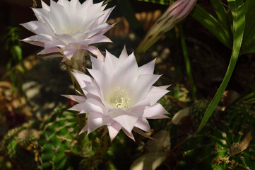 Fiori bianchi di pianta grassa - cactus