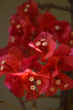 Fiori di Buganville rosso fucsia