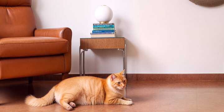 orange cat laying before the armcahair