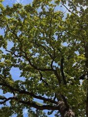 Obraz premium trees and sky