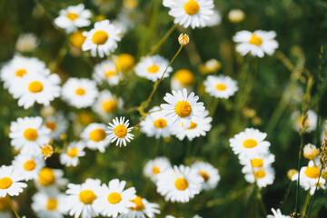 Fresh real daisy flowers, blossoms, growing in green meadow grass on a warm sunny spring summer day