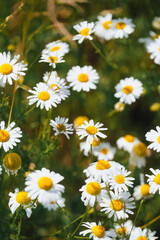 Fresh real daisy flowers, blossoms, growing in green meadow grass on a warm sunny spring summer day