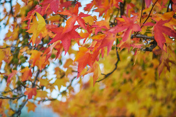Tree branch with colorful autumn leaves on a beautiful fall day.