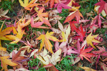 Colorful autumn leaves on the ground on a beautiful fall day.