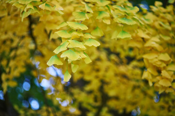 Ginkgo tree with yellow golden autumn leaves on a fall day.